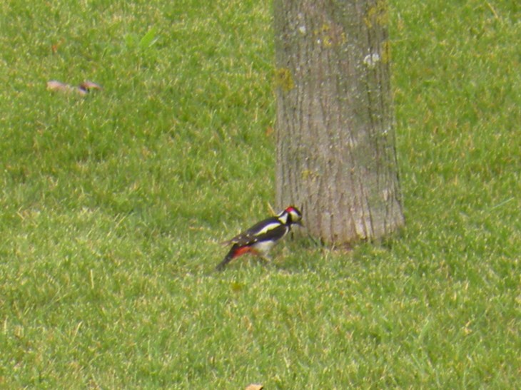 picchio rosso maggiore